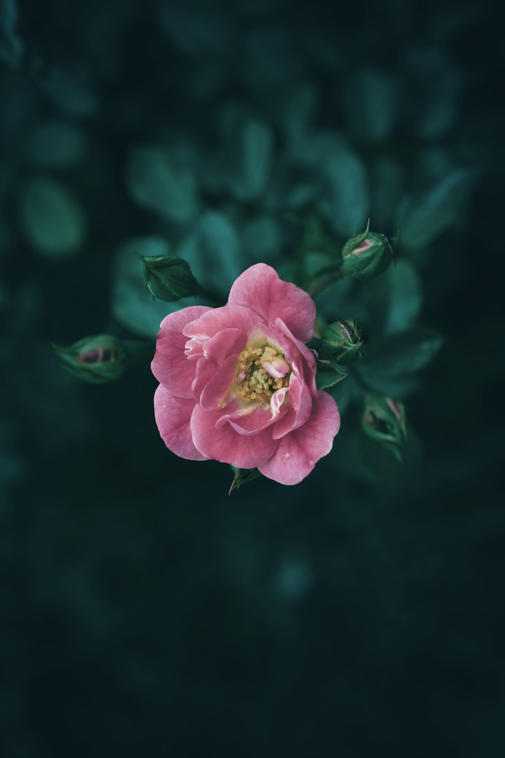 a pink flower with green leaves in the background