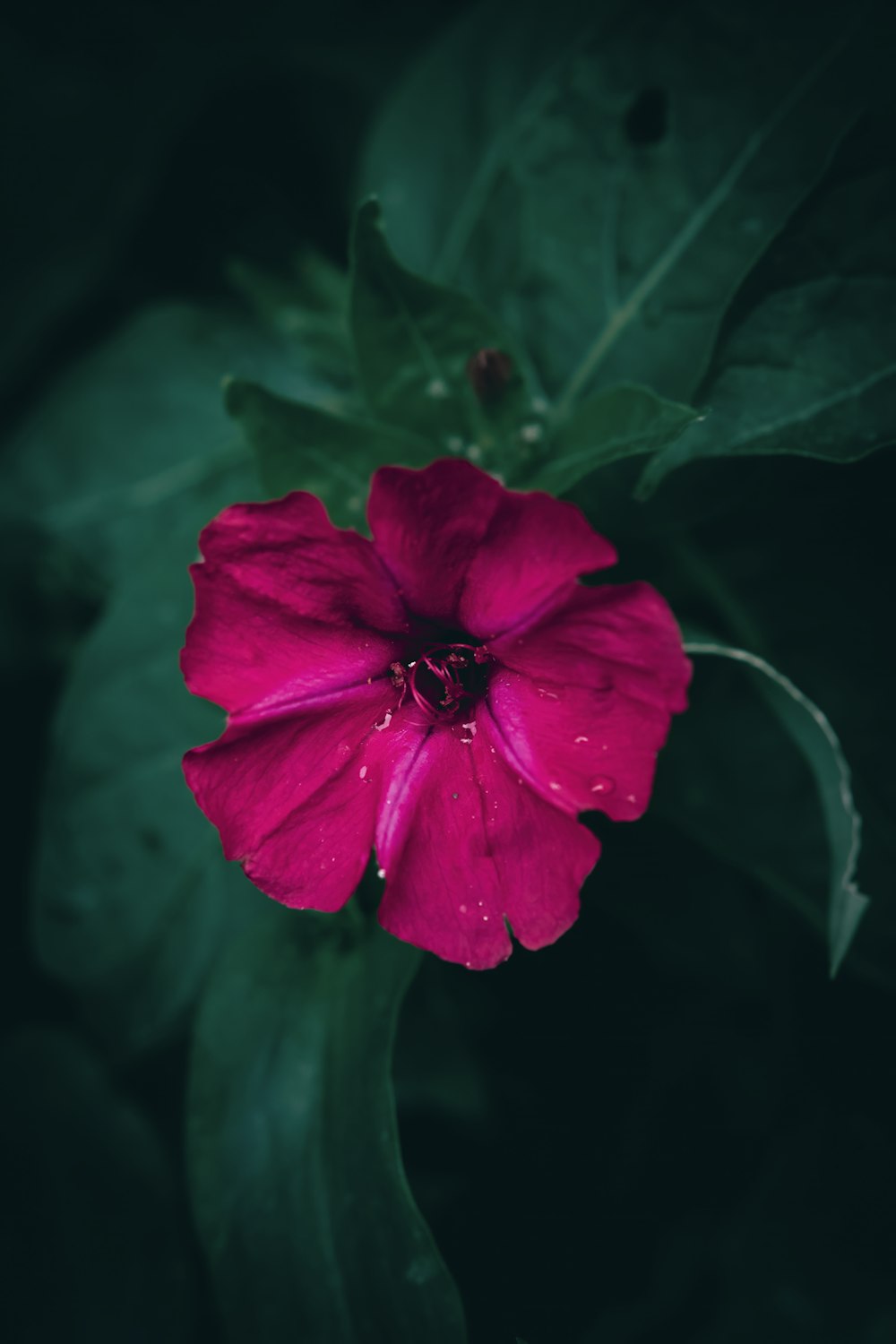 a pink flower with green leaves in the background