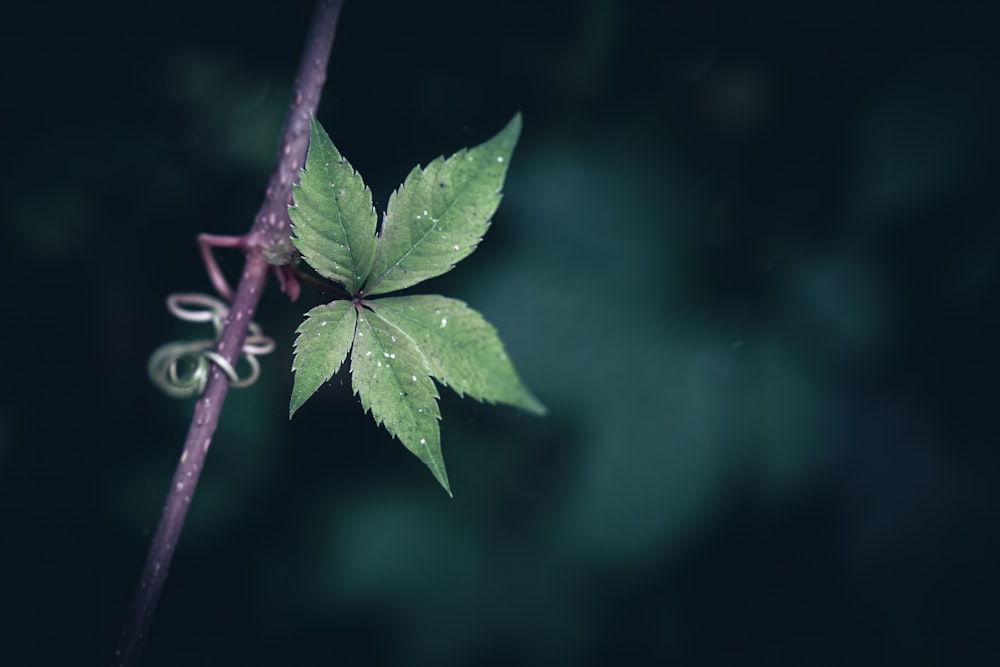 a close up of a green leaf on a twig