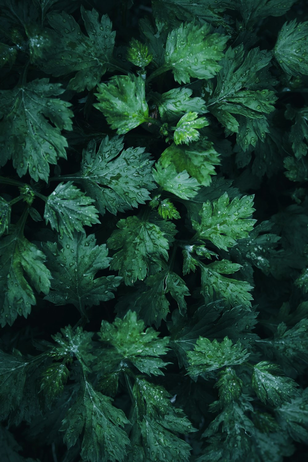 a close up of a green leafy plant