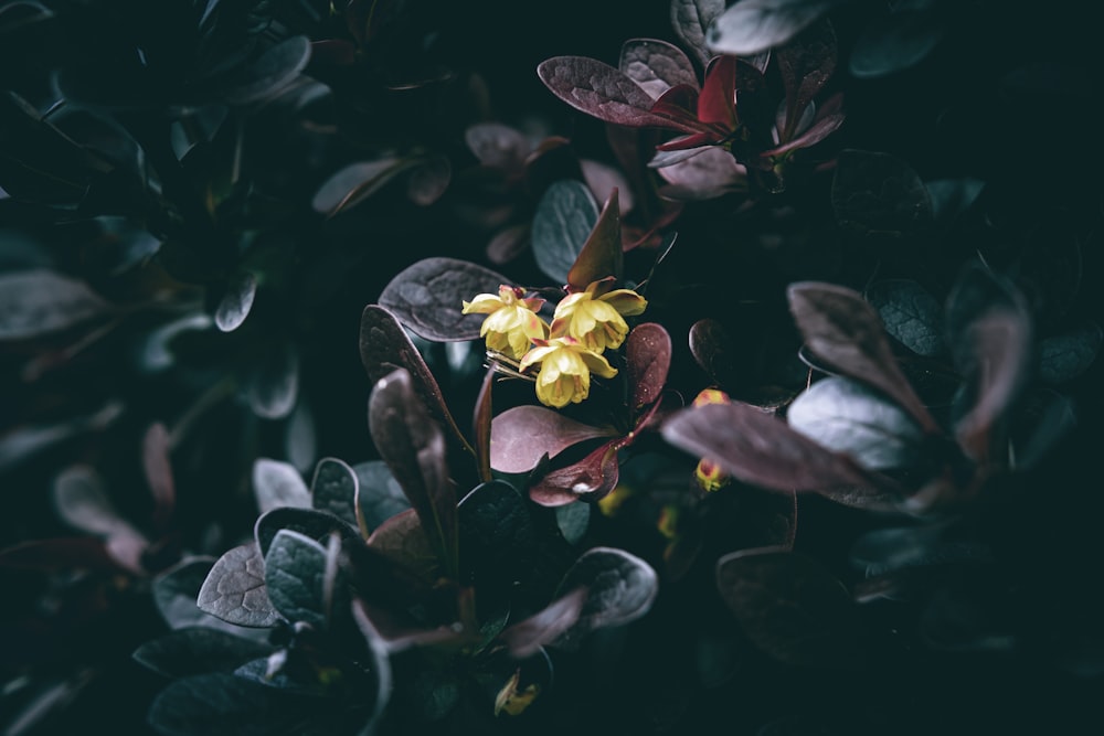 a small yellow flower surrounded by green leaves