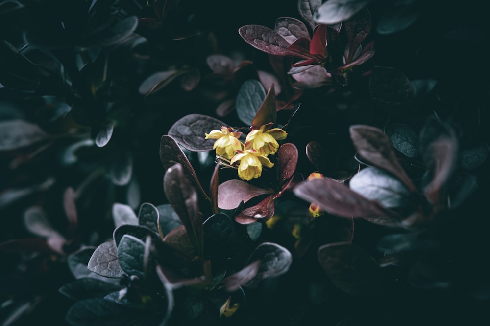 un piccolo fiore giallo circondato da foglie verdi
