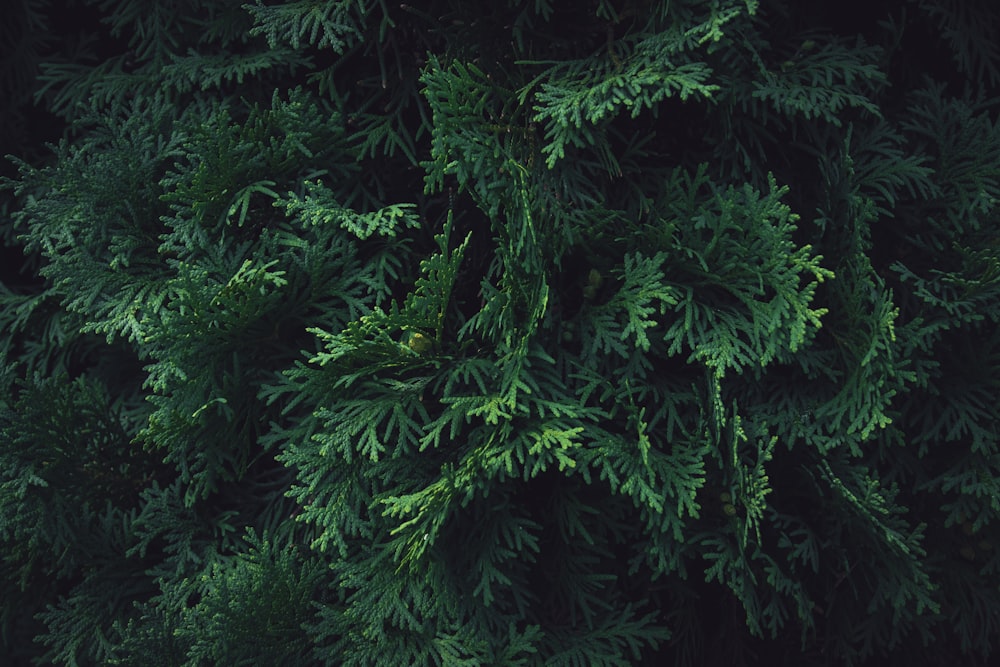 the top view of a tree with green leaves