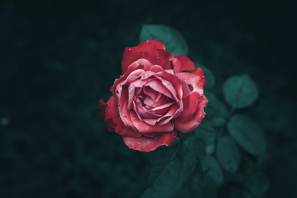 a red rose with water droplets on it