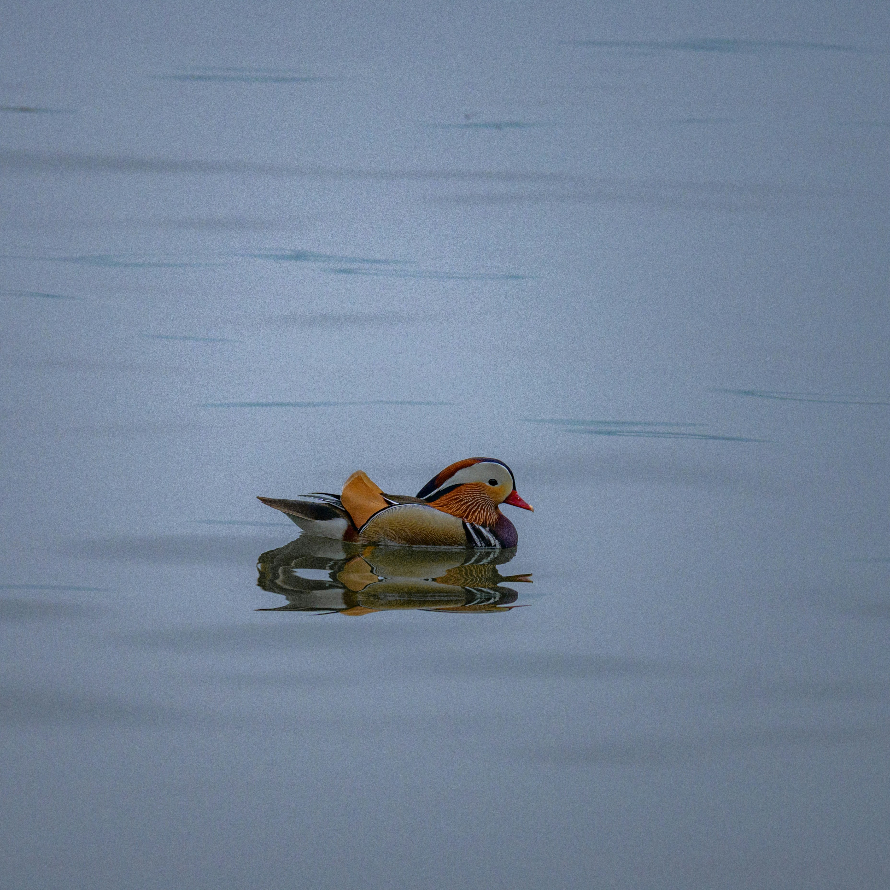 Photo by nyenchen