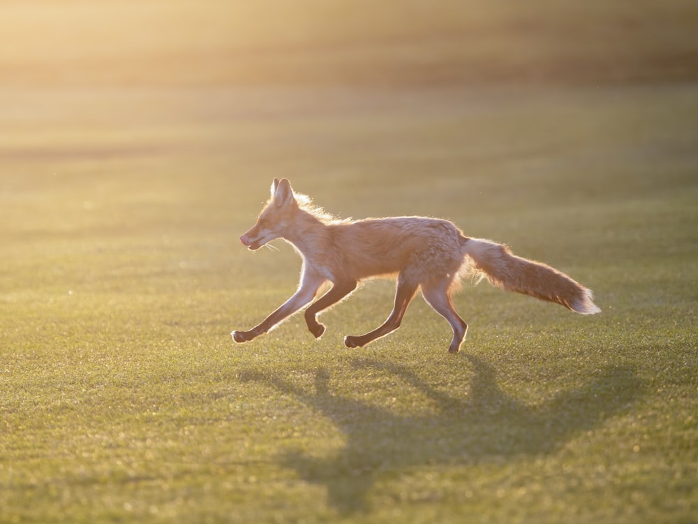 a white fox running across a lush green field