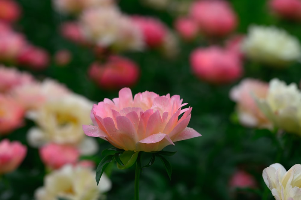 un fiore rosa e bianco in un campo di fiori rosa e bianchi