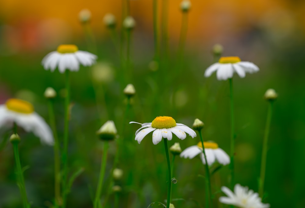 a bunch of white and yellow flowers in a field