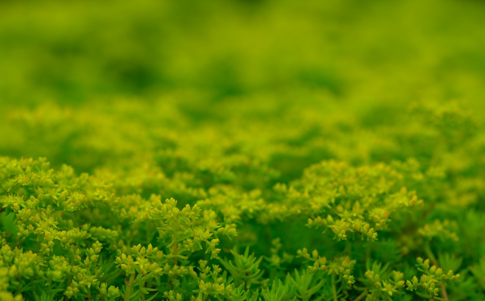 a close up of a field of green plants