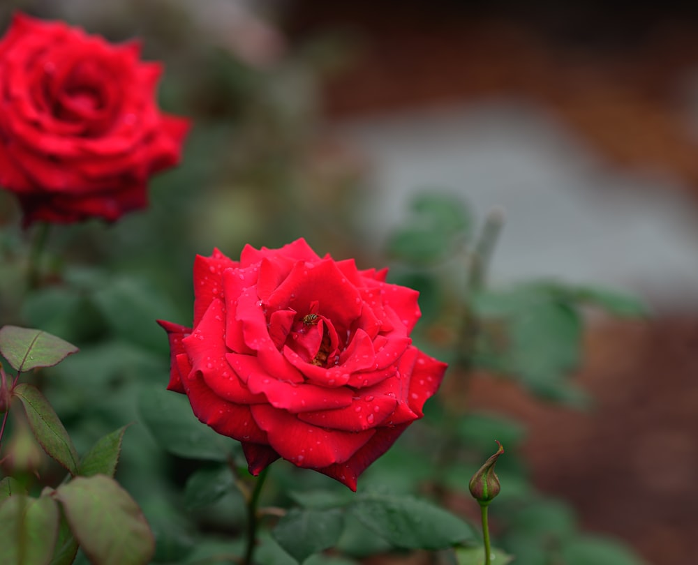 a close up of a red rose with water droplets on it