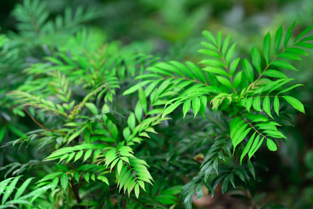 a close up of a plant with green leaves