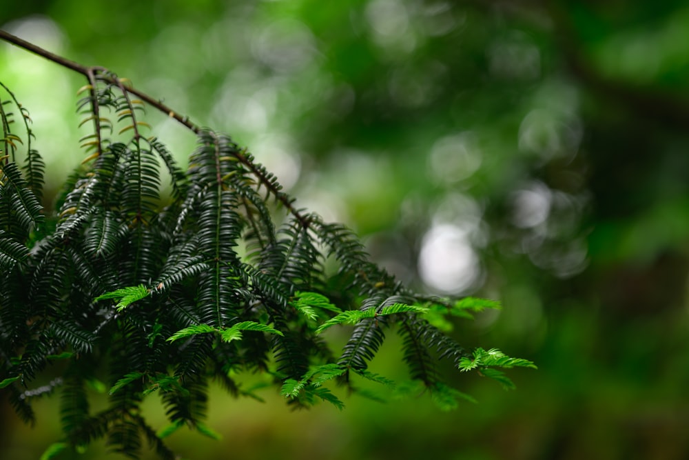 a close up of a tree branch with green leaves