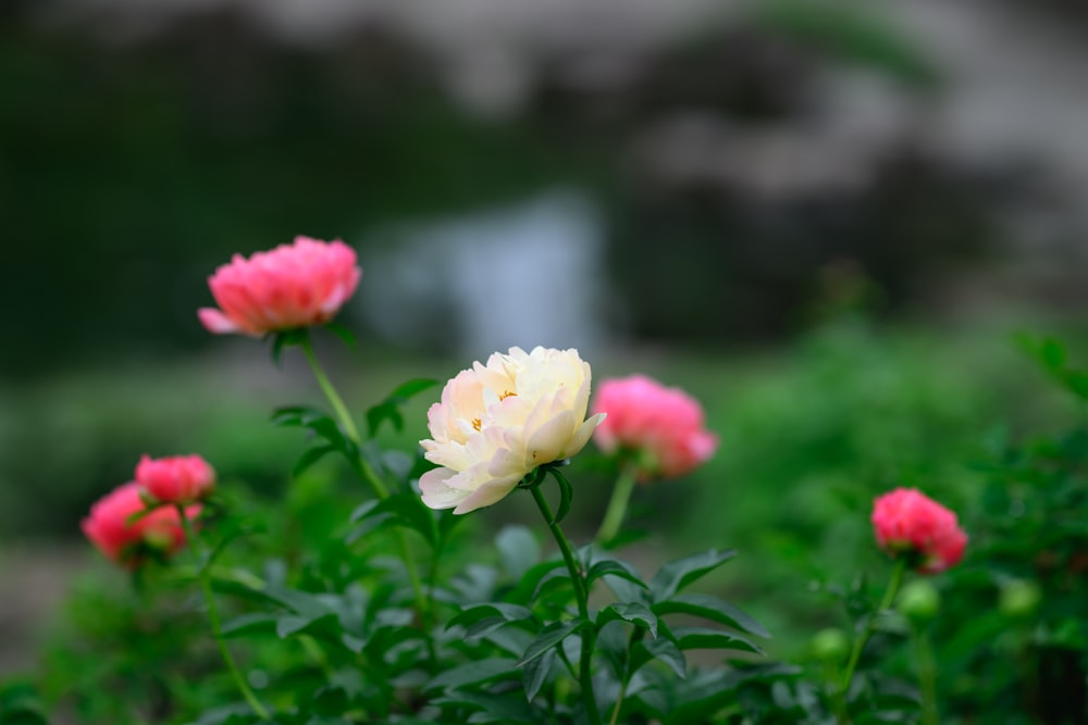 a group of pink and white flowers in a garden