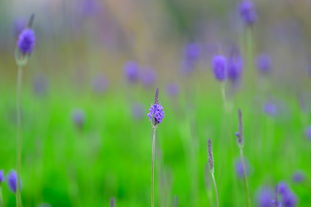 a field full of purple flowers and green grass