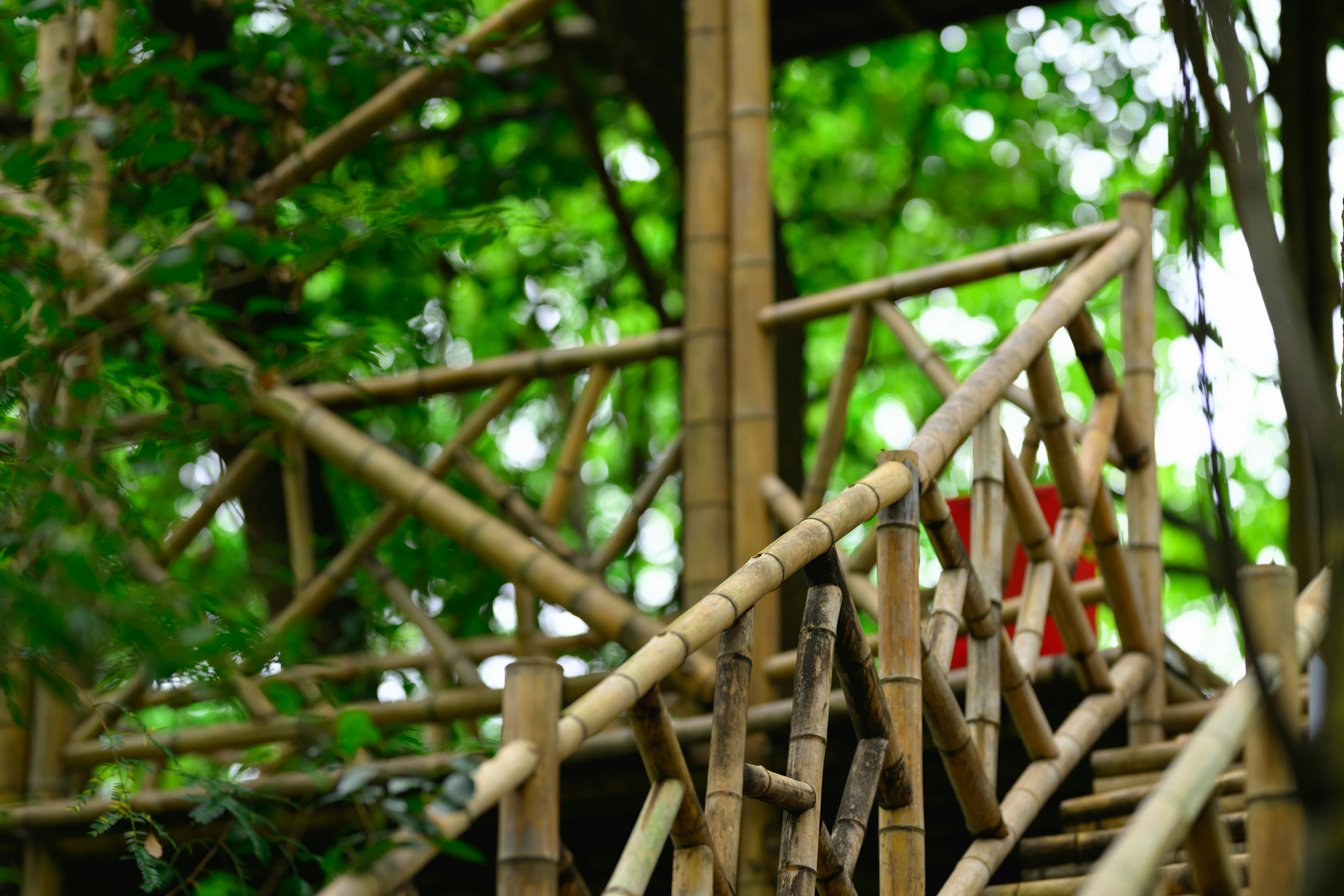 Bamboo