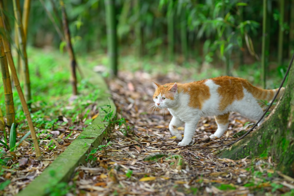 an orange and white cat walking through a forest
