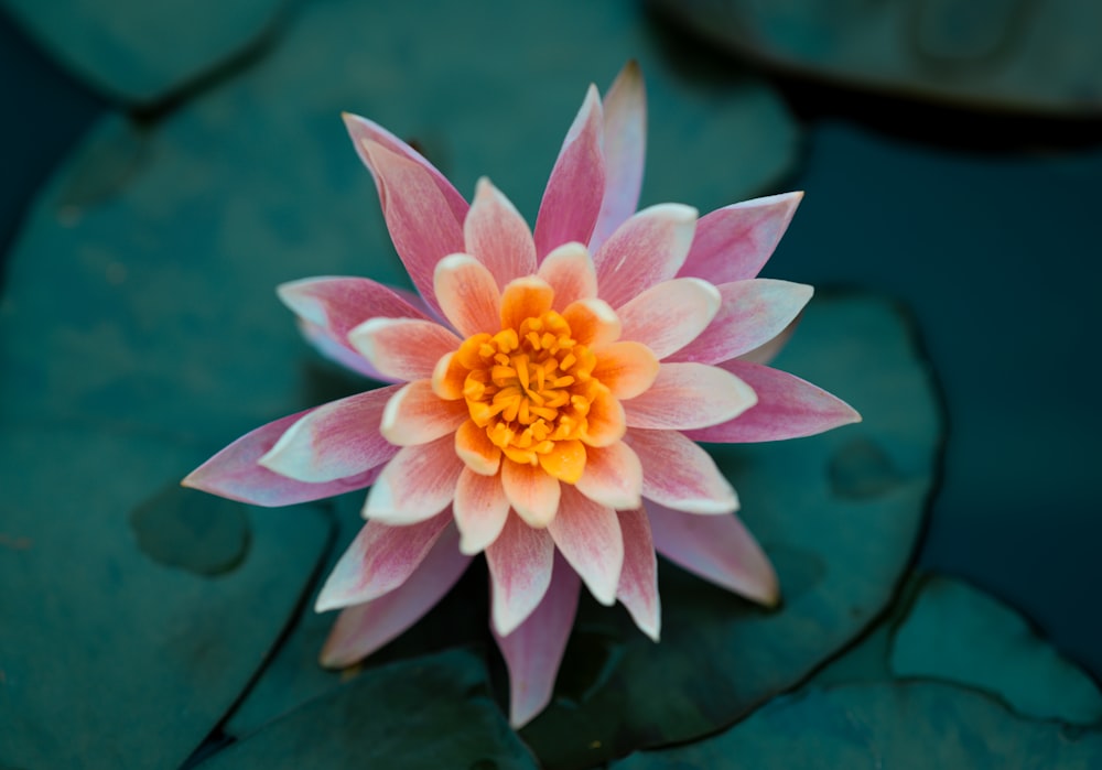 a pink and white flower sitting on top of a green lily pad