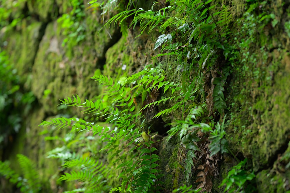a wall covered in green plants next to a forest