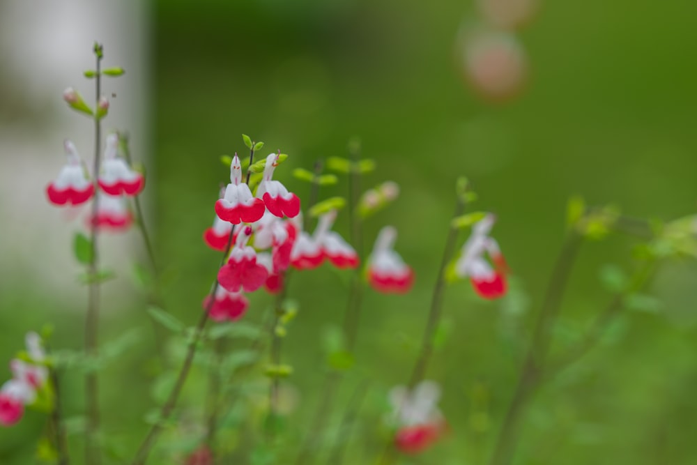a bunch of red and white flowers in a field