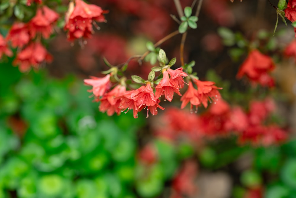 a bunch of red flowers hanging from a tree