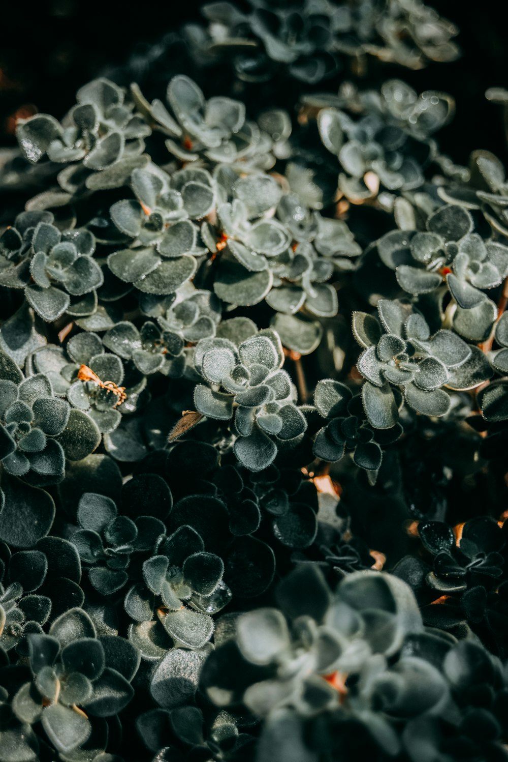 a bunch of plants that are growing in the dirt