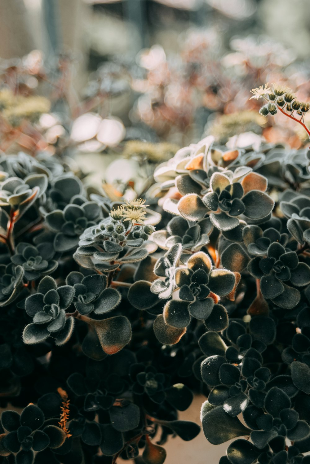 a close up of a bunch of plants in a pot