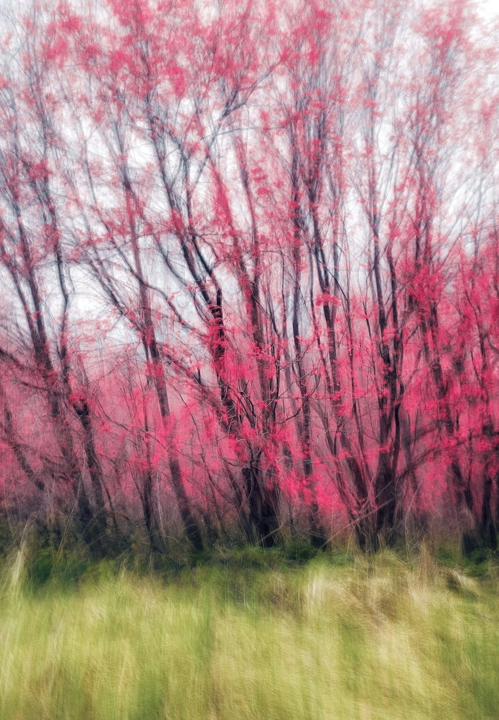a blurry photo of trees with red leaves