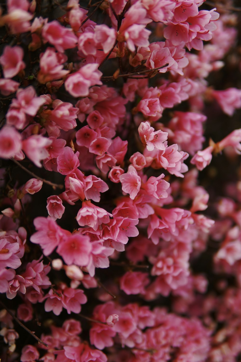 a bunch of small pink flowers on a tree