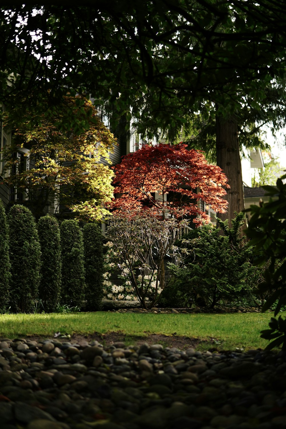a tree with red leaves in the middle of a garden