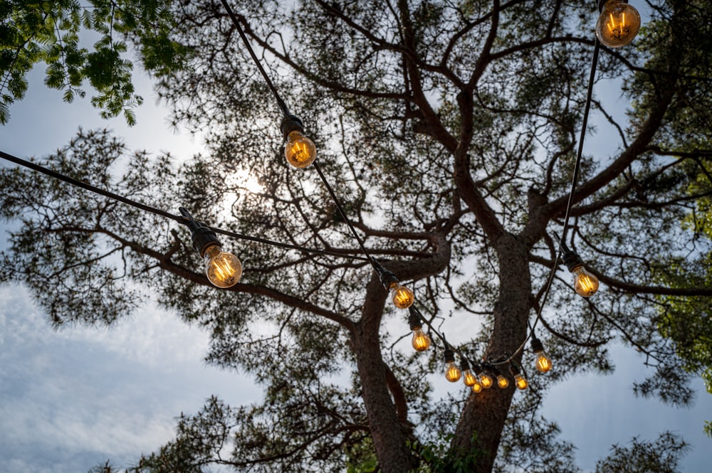 a tree with a bunch of lights hanging from it