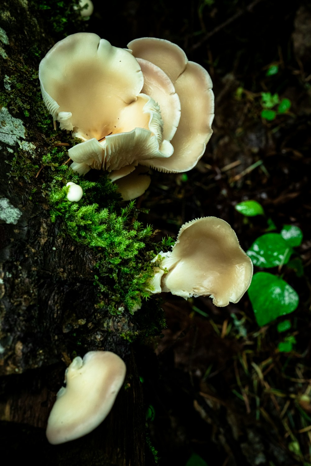 a group of mushrooms growing on a tree trunk