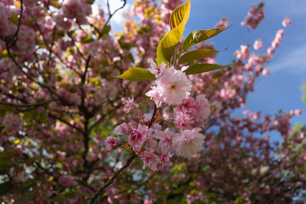 a tree with lots of pink flowers on it