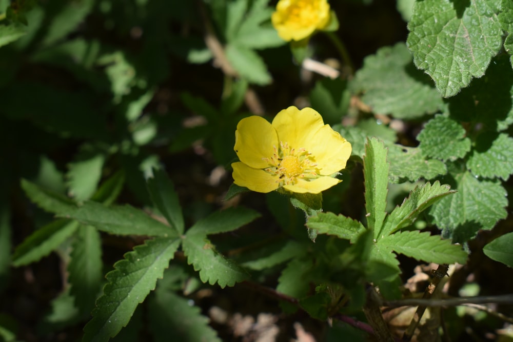 a close up of a yellow flower on a plant