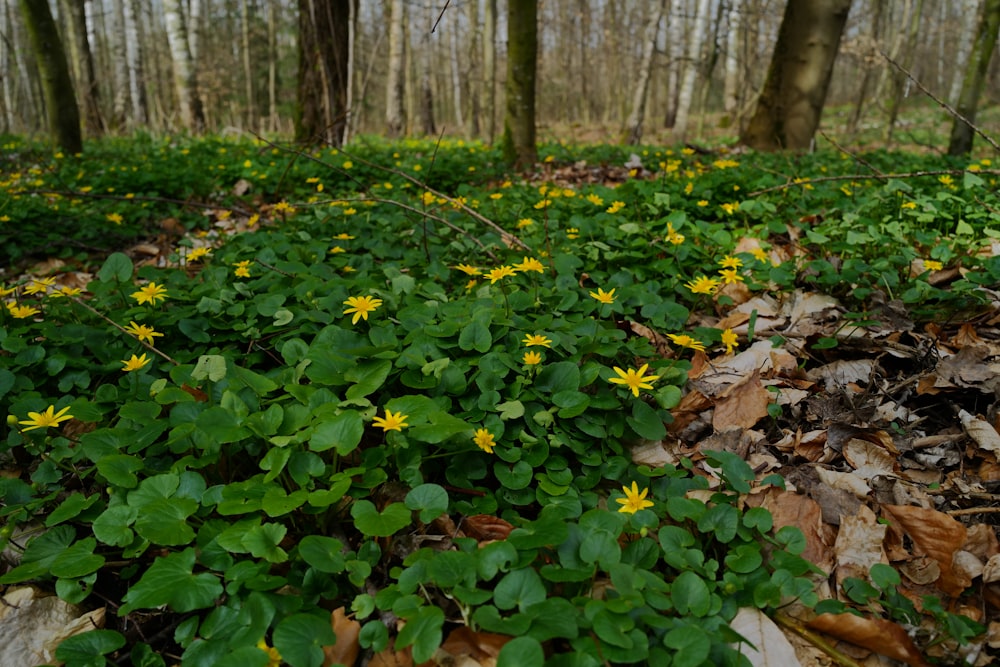 a patch of green and yellow flowers in the woods