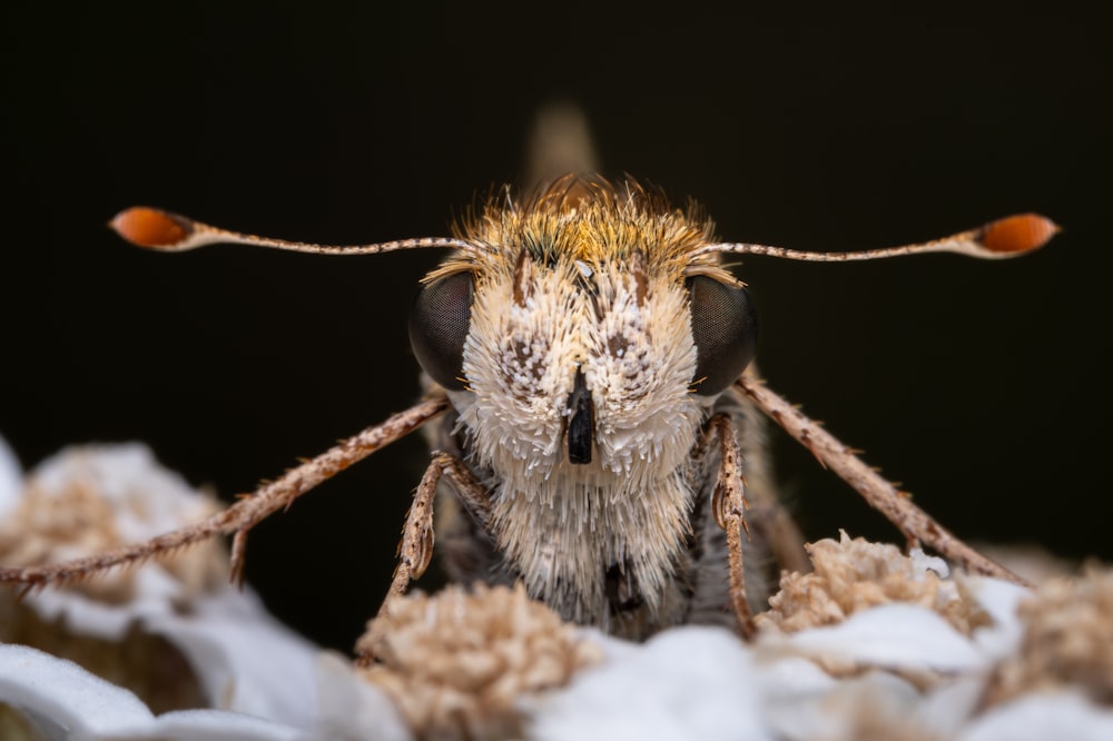 a close up of a bug on a bed of snow