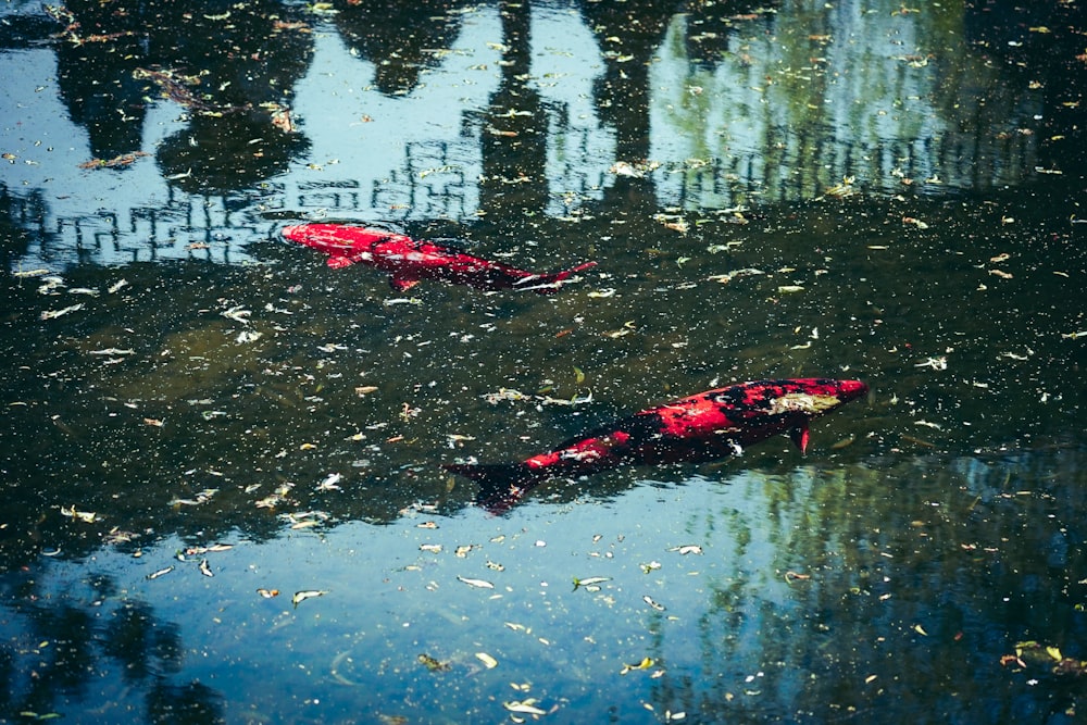 a couple of red umbrellas floating on top of a pond