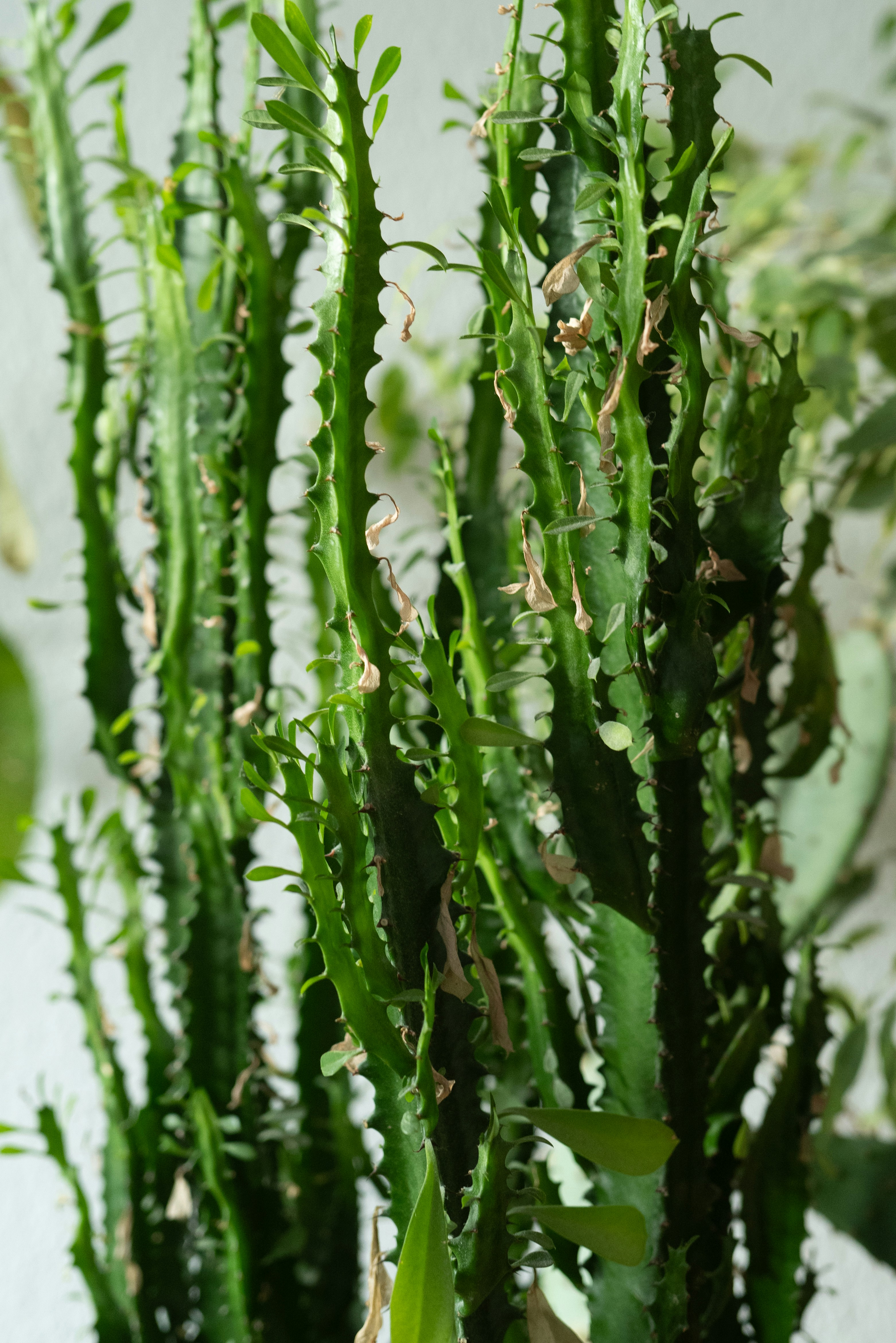 Photo by dominikferl