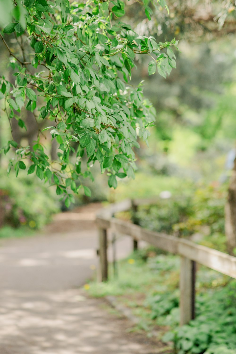 a wooden bench sitting next to a lush green forest