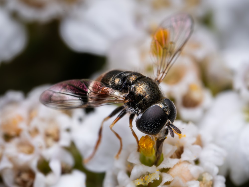 a close up of a bee on a flower