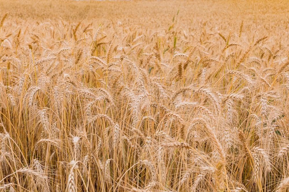 a field of ripe wheat ready to be harvested