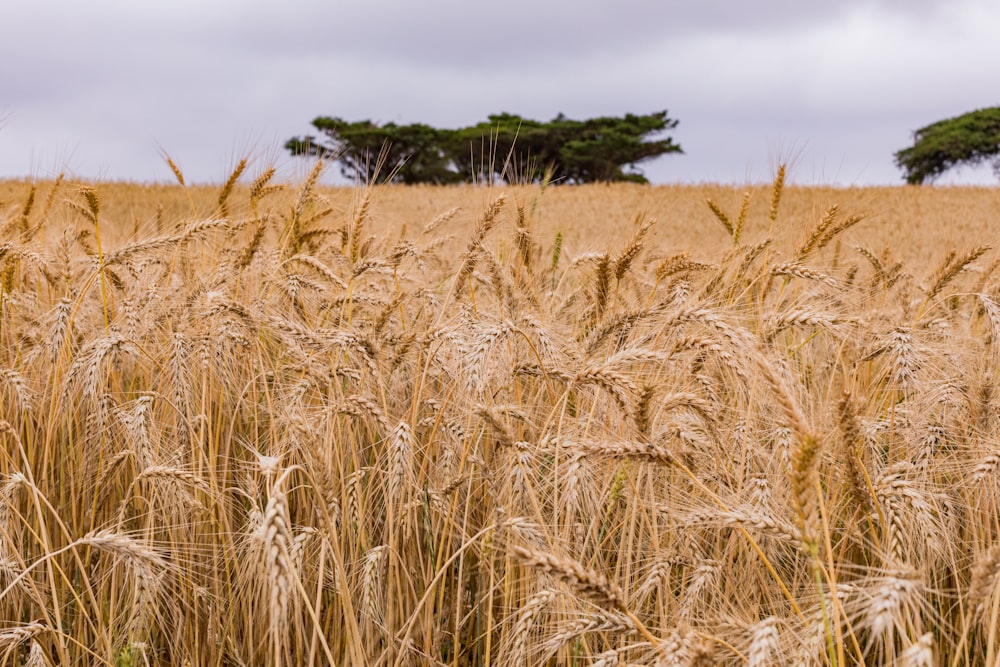 a field of wheat with trees in the background