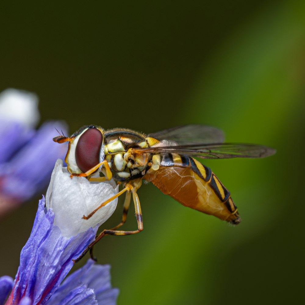 a close up of a fly on a flower