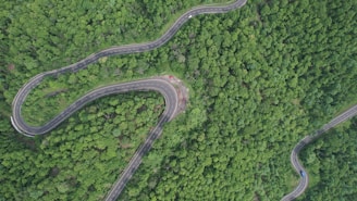 a winding road in the middle of a forest