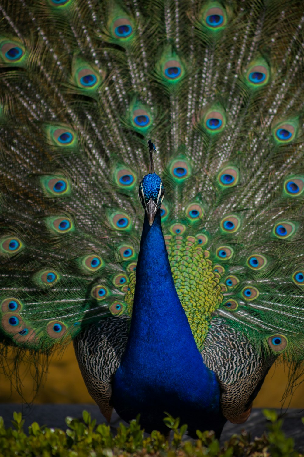 a peacock with its feathers spread out