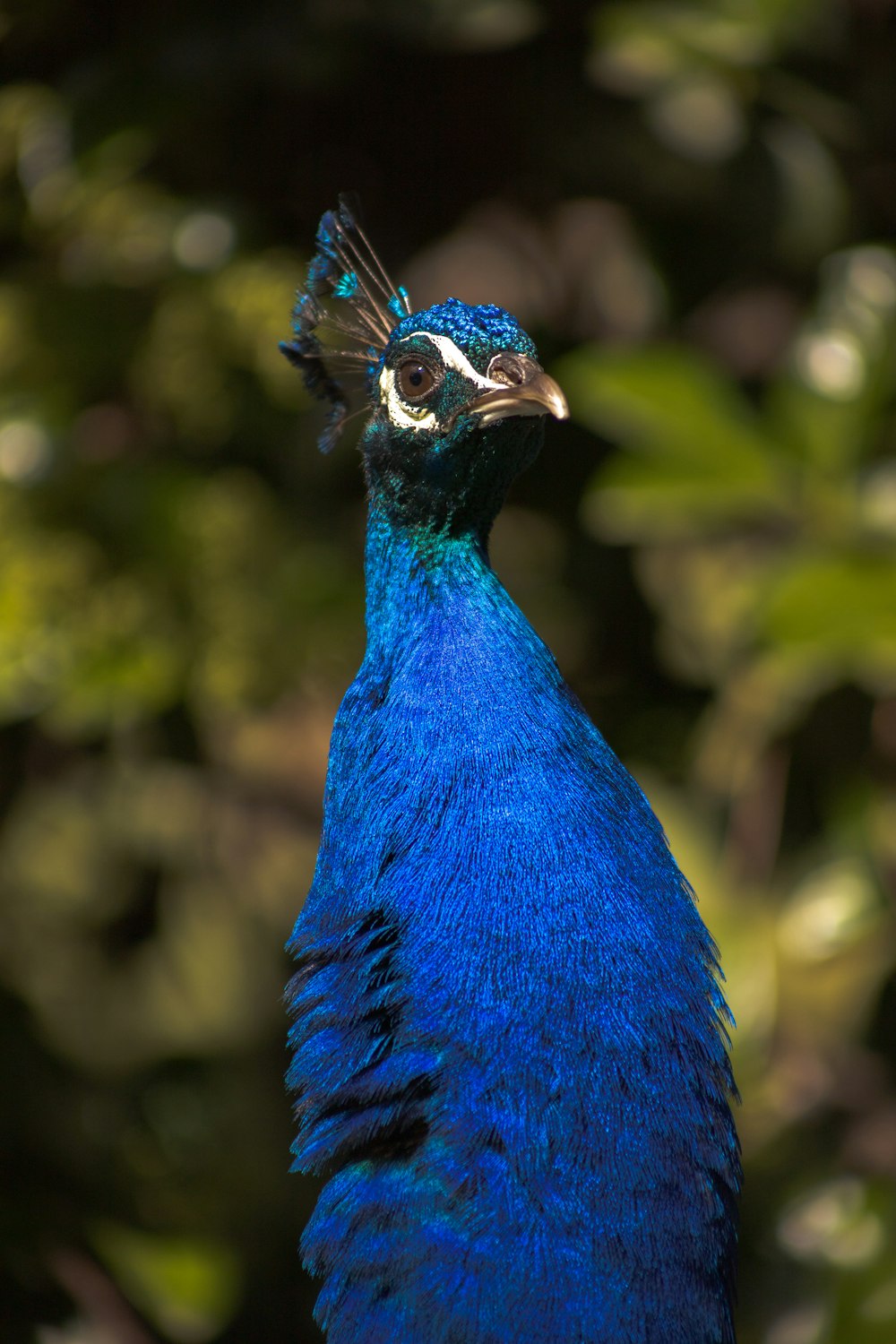 a close up of a blue bird with green leaves in the background