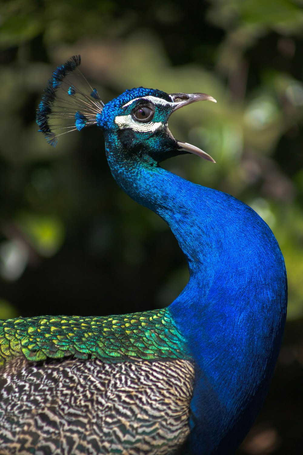 a close up of a peacock with a tree in the background