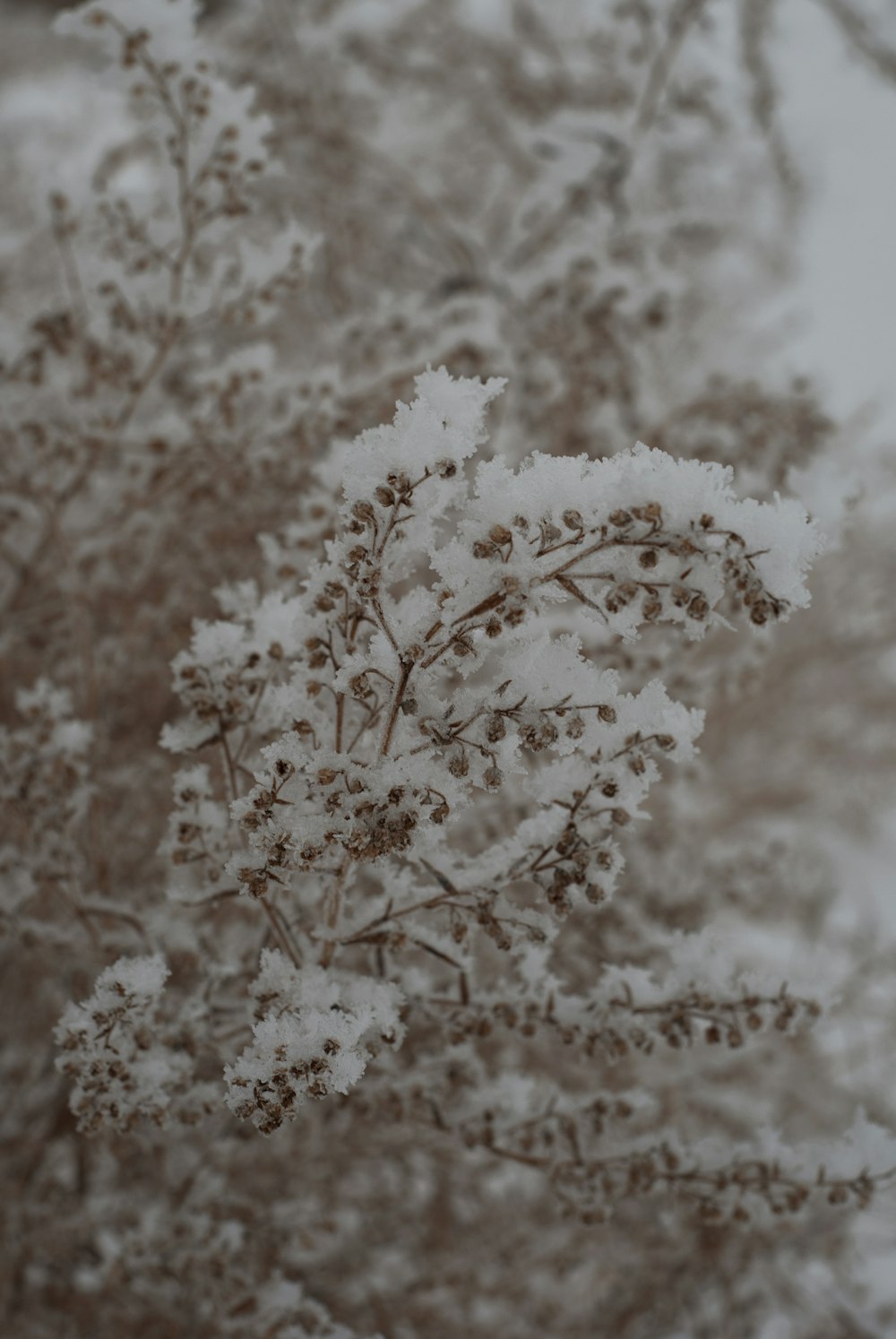 a snow covered tree branch in front of a cloudy sky