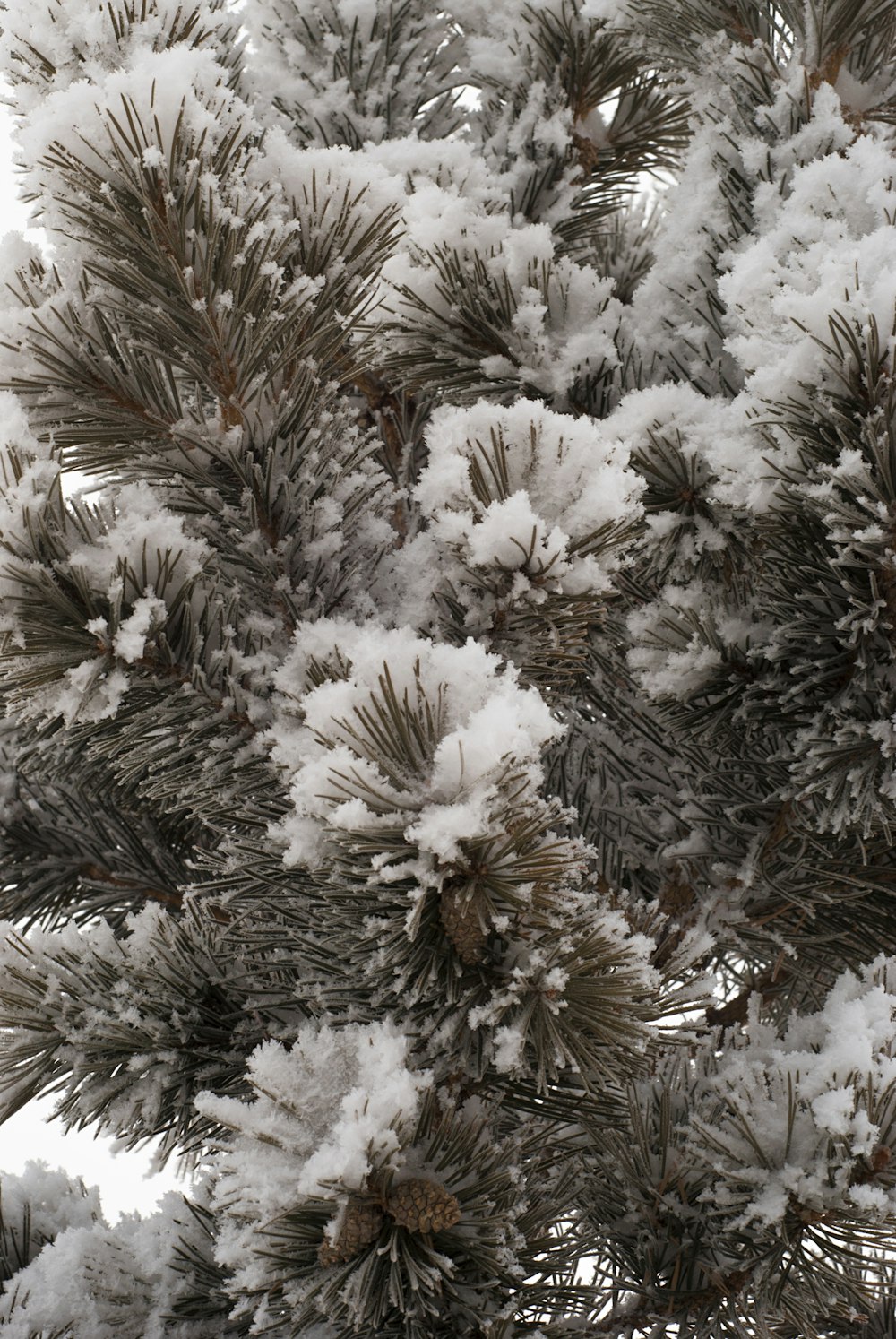 a close up of a pine tree covered in snow