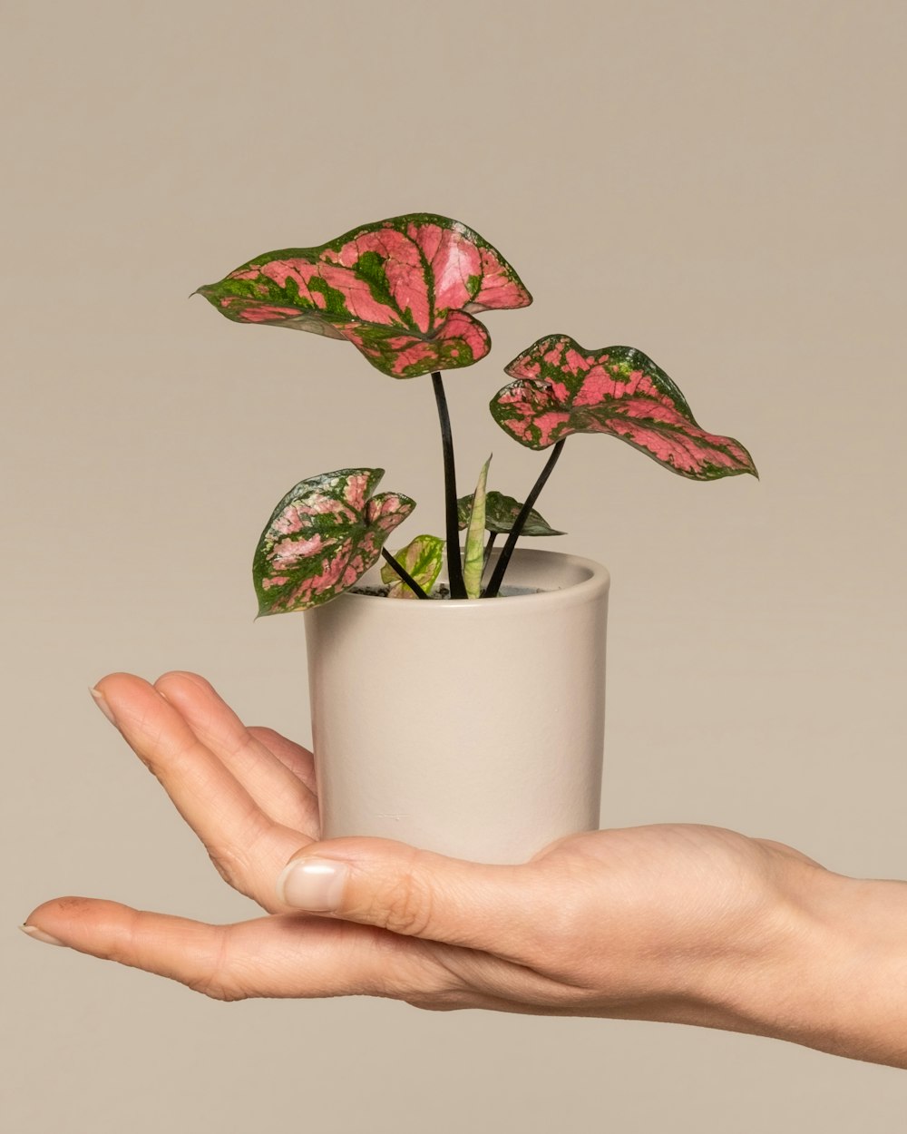 a hand holding a potted plant with pink flowers