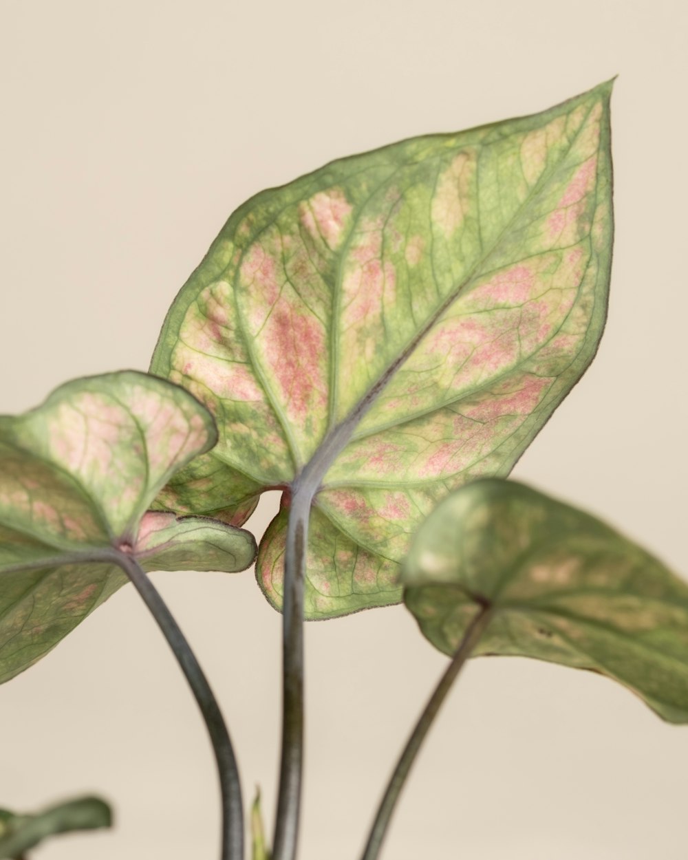 a close up of a plant with pink and green leaves